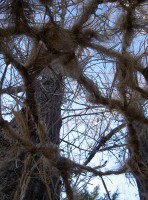 /album/fotogaleria/eco-ontogenesis-vista-3-jpg/